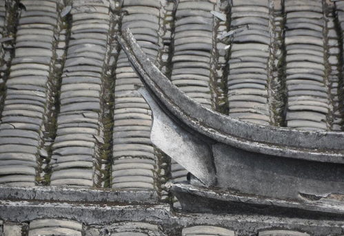 瓦片 傳統(tǒng)建筑中的守護(hù)者與美學(xué)符號